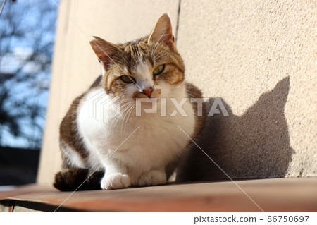 著名的訪客 86750697