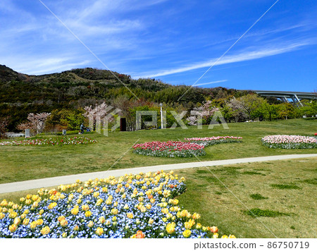 Feast of cherry blossoms and tulips in Akashi Kaikyo Park 86750719