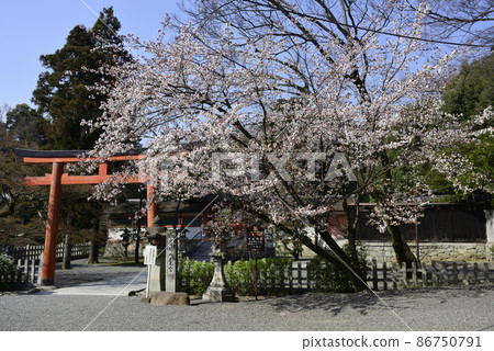 Sakura Station Omotonomiya Sakura 86750791