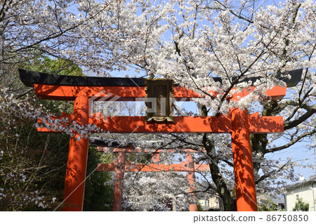 吉田神社 節松社 竹中稻荷社 櫻花 86750850