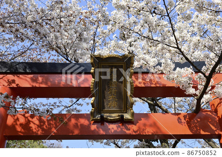 吉田神社 節松社 竹中稻荷社 櫻花 吉田神社 節松社 竹中稻荷社 櫻花 86750852