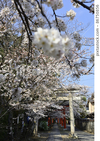 Yoshida Shrine Setsumatsusha Takenaka Inarisha Sakura Yoshida Shrine Setsumatsusha Takenaka Inarisha Sakura 86750856