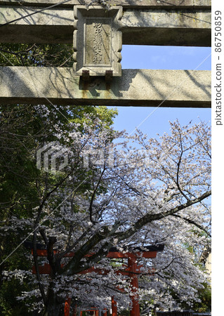 Yoshida Shrine Setsumatsusha Takenaka Inarisha Sakura Yoshida Shrine Setsumatsusha Takenaka Inarisha Sakura 86750859