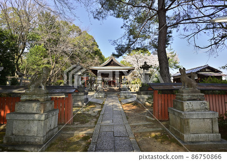 吉田神社 節松社 竹中稻荷社 櫻花 吉田神社 節松社 竹中稻荷社 櫻花 86750866