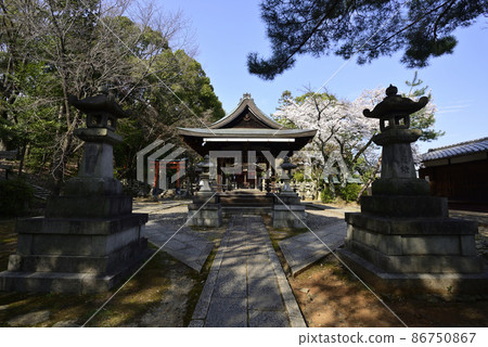 Yoshida Shrine Setsumatsusha Takenaka Inarisha Sakura 86750867