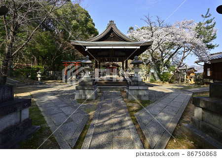 Yoshida Shrine Setsumatsusha Takenaka Inarisha Sakura 86750868