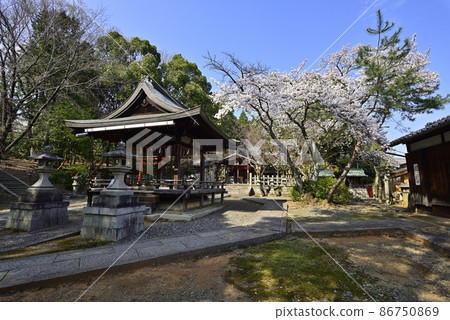 Yoshida Shrine Setsumatsusha Takenaka Inarisha Sakura Yoshida Shrine Setsumatsusha Takenaka Inarisha Sakura 86750869