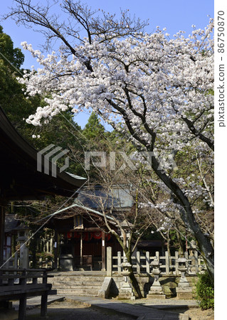 Yoshida Shrine Setsumatsusha Takenaka Inarisha Sakura 86750870