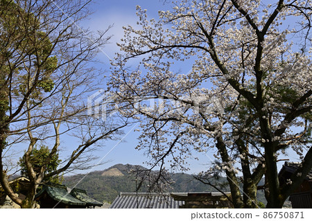 吉田神社 Setsumatsusha Takenaka Inarisha Sakura 和大寫字母 吉田神社 Setsumatsusha Takenaka Inarisha Sakura 和大寫字母 86750871