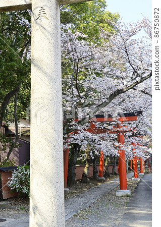 吉田神社 節松社 竹中稻荷社 櫻花 吉田神社 節松社 竹中稻荷社 櫻花 86750872