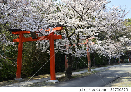 Yoshida Shrine Setsumatsusha Takenaka Inarisha Sakura Yoshida Shrine Setsumatsusha Takenaka Inarisha Sakura 86750873