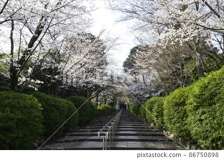 Mochida Shrine Sakura Mochida Shrine Sakura 86750898