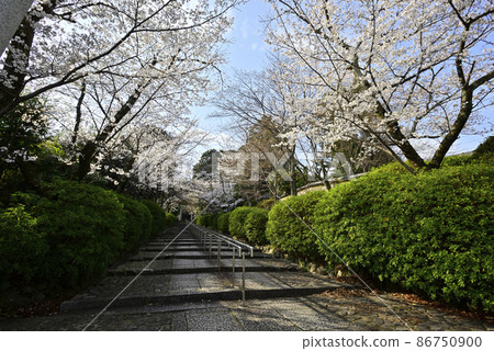 Mochida Shrine Sakura 86750900