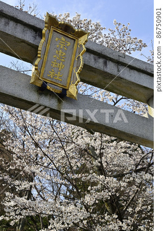 Mochida Shrine Sakura 86750901