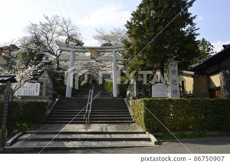 Mochida Shrine Sakura 86750907