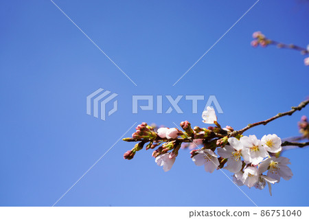Sakura message Sakura message 86751040