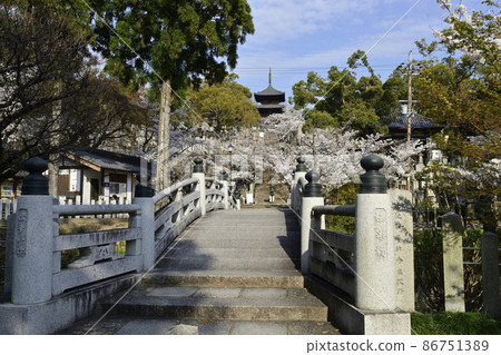 孔海光明寺極樂橋櫻花 孔海光明寺極樂橋櫻花 86751389