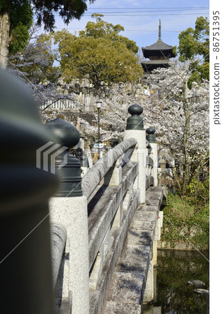 孔海光明寺極樂橋櫻花 孔海光明寺極樂橋櫻花 86751395