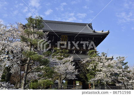 Kurodani Kimiki Kami-ji Temple and the cherry tree 86751598