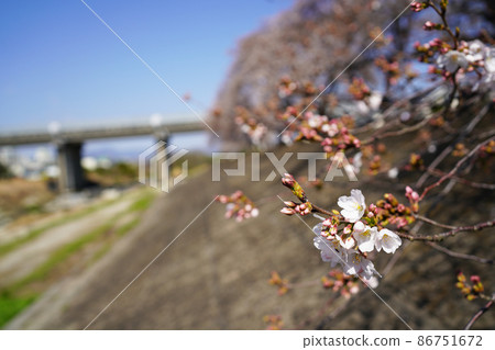 路堤的櫻花 路堤的櫻花 86751672