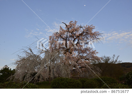 Maruyama Park Gion品牌櫻花 86751677
