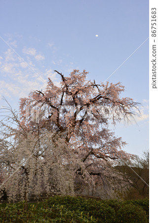 Maruyama Park Gion品牌櫻花 Maruyama Park Gion品牌櫻花 86751683