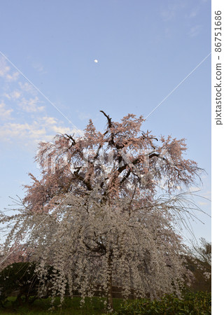Maruyama Park Gion品牌櫻花 Maruyama Park Gion品牌櫻花 86751686