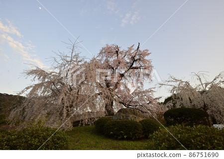 Maruyama Park Gion Branded Sakura Maruyama Park Gion Branded Sakura 86751690