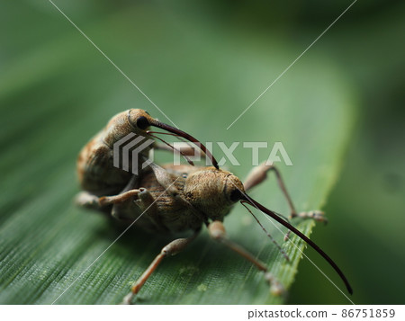 A small but powerful weevil couple A small but powerful weevil couple 86751859