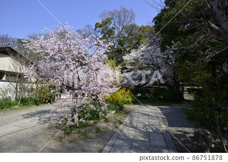 櫻花在京都Miyon Munakata神社 櫻花在京都Miyon Munakata神社 86751878