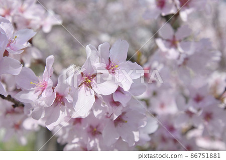 Cherry blossoms at Kyoto Miyon Munakata shrine 86751881