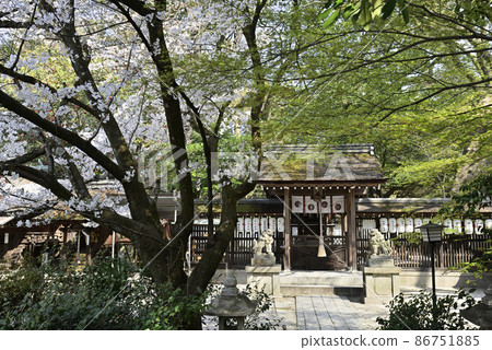 櫻花在京都Miyon Munakata神社 86751885