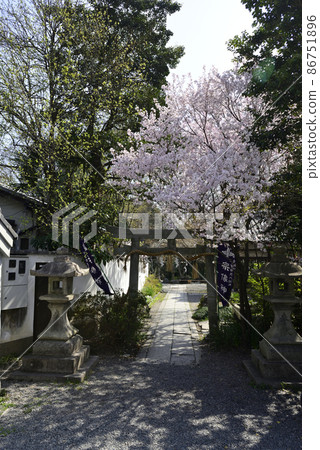 Cherry blossoms at Kyoto Miyon Munakata shrine 86751896