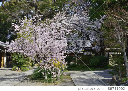 櫻花在京都Miyon Munakata神社 86751902