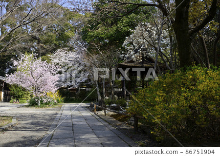 櫻花在京都Miyon Munakata神社 櫻花在京都Miyon Munakata神社 86751904