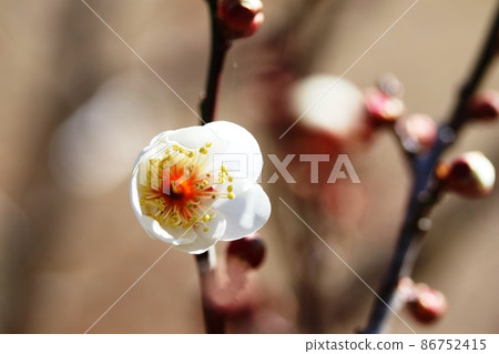 白梅（白梅）開始開花 86752415