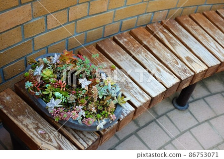 Group planting of succulents placed on the bench Group planting of succulents placed on the bench 86753071