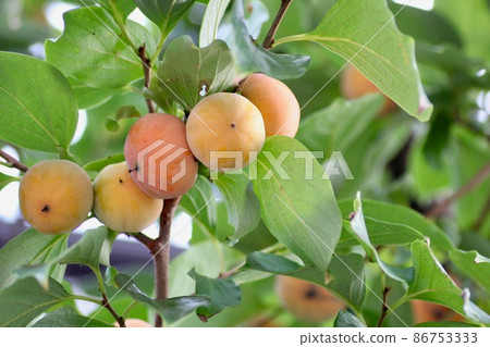 Persimmon tree 86753333