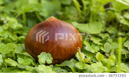 栗子 ，秋之美食， 堅果， 漿果 ， 栗、秋の料理、ナッツ、ベリー、chestnuts, nut 86753393