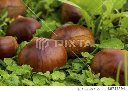 chestnuts, autumn food, nuts, berries, chestnuts, autumn cuisine, ナッツ, ベリー, chestnuts, nut 86753394