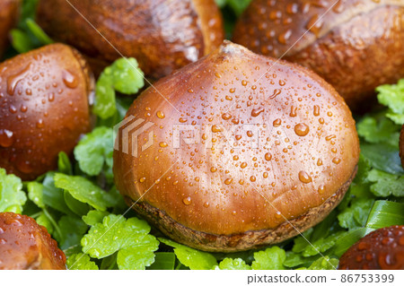 栗子 ，秋之美食， 堅果， 漿果 ， 栗、秋の料理、ナッツ、ベリー、chestnuts, nut 86753399