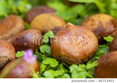 栗子 ,秋之美食, 堅果, 漿果 , 栗、秋の料理、ナッツ、ベリー、chestnuts, nut 栗子 ,秋之美食, 堅果, 漿果 , 栗、秋の料理、ナッツ、ベリー、chestnuts, nut 86753403