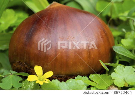 栗子 ,秋之美食, 堅果, 漿果 , 栗、秋の料理、ナッツ、ベリー、chestnuts, nut 栗子 ,秋之美食, 堅果, 漿果 , 栗、秋の料理、ナッツ、ベリー、chestnuts, nut 86753404