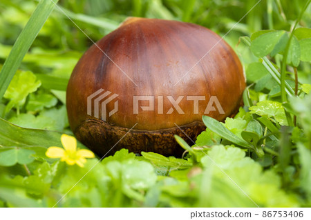 栗子 ，秋之美食， 堅果， 漿果 ， 栗、秋の料理、ナッツ、ベリー、chestnuts, nut 86753406