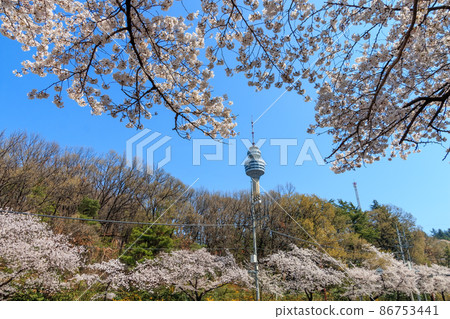 Cherry blossoms in full bloom at Duryu Park, Daegu Cherry blossoms in full bloom at Duryu Park, Daegu 86753441