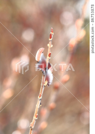 Puffy pussy willow Puffy pussy willow 86753878