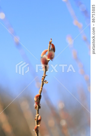 Puffy pussy willow 86753885
