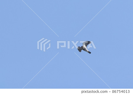 Creatures, wild birds, sparrowhawks, flapping wings. Flapping big, reversing, starting sudden acceleration 86754013