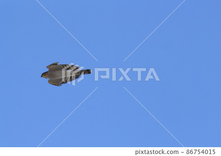 Creature wild bird sparrowhawk, fastest. Are the protruding alula wings used for flight such as attitude control? 86754015