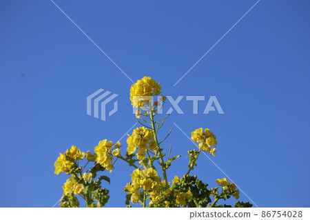 藍天黃白花瓣油菜花景觀 藍天黃白花瓣油菜花景觀 86754028